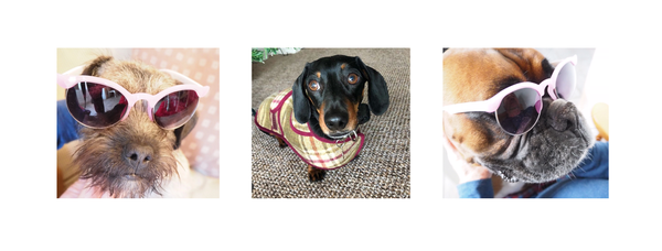 Guest Interview by the Hettie pups with Bryan the miniature dachshund