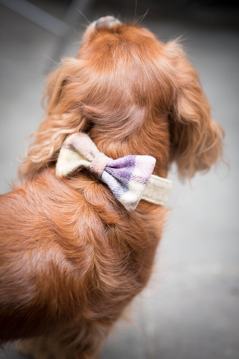 Luxury Dog Bowtie - Gargrave Lilac