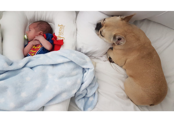 Guest blog -Introducing a new baby to your family dog by Amie Williams -Read