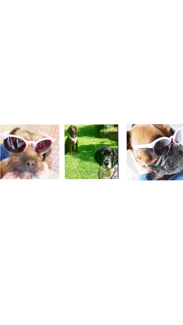 Mabel and Bruce’s World Exclusive Interview with Merlin and Diggerley