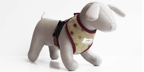 How to Harness Train Your Dog