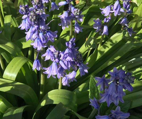 Bluebells and Woodland flowers