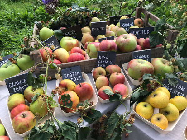 Days out with Hettie - Daylesford farm