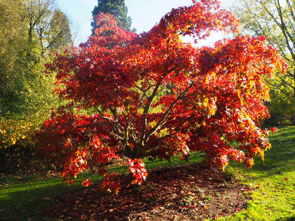 Days Out with Hettie at Batsford Arboretum