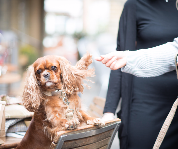 Hettie auction for James Middleton's charity The Paw Print Fund