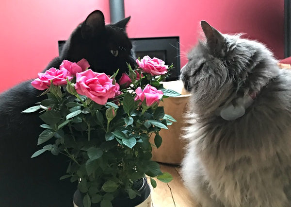 Guest interview with Boris and Enzo