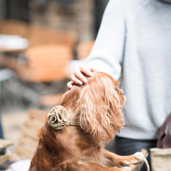 Dog Collar - Slate Oatmeal