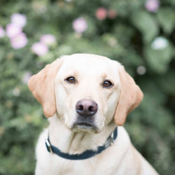 Dog Collar - navy canvas