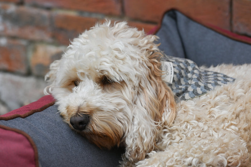 Charlie Dog Bandana - Holborn Taupe