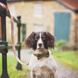 Dog Lead - Arncliffe Moonstone