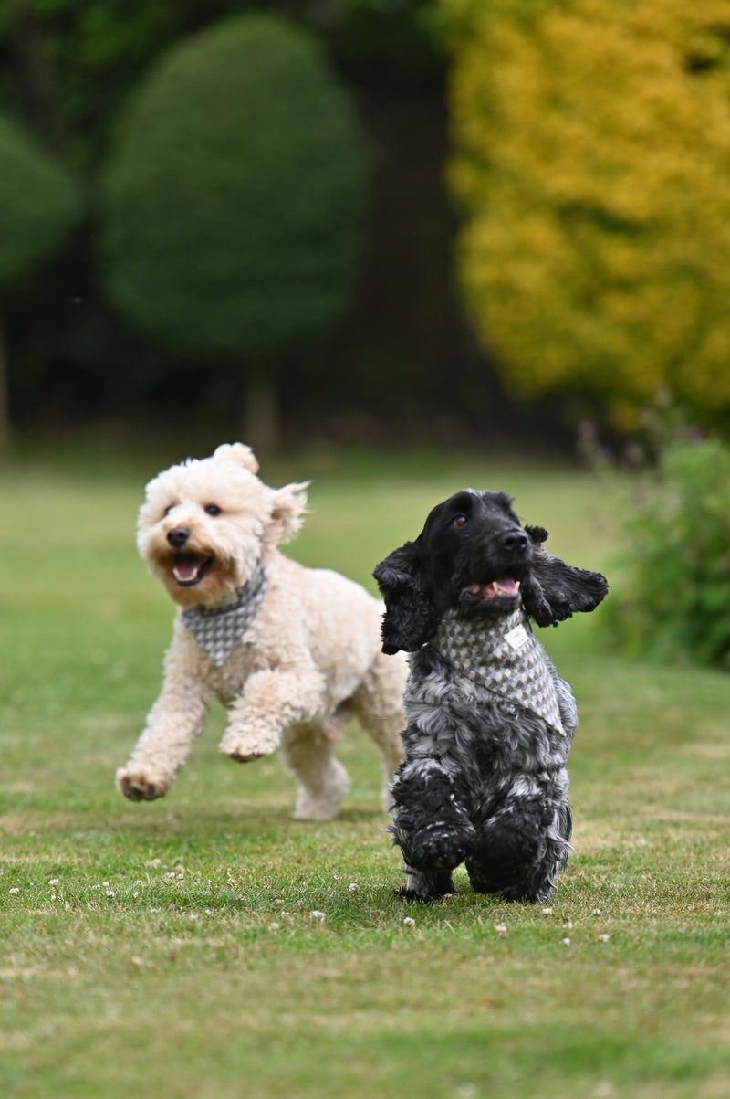 Charlie Dog Bandana - Holborn Taupe