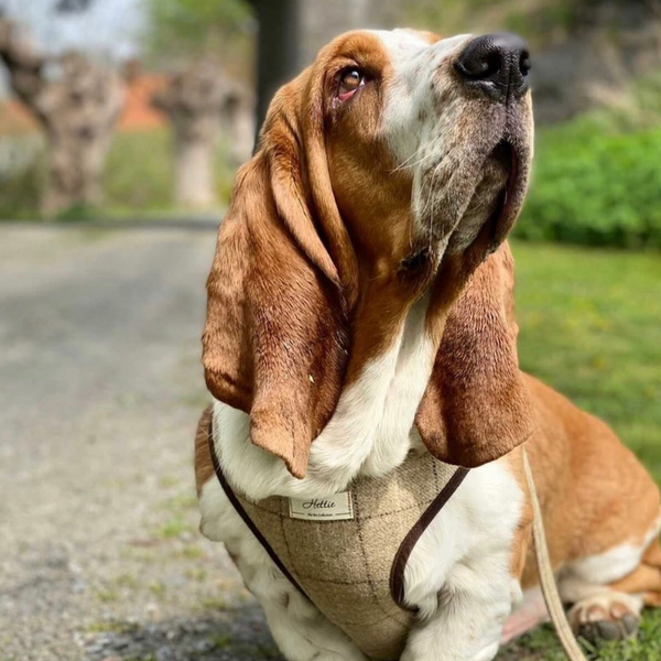 Scooby Dog Harness - Slate Oatmeal