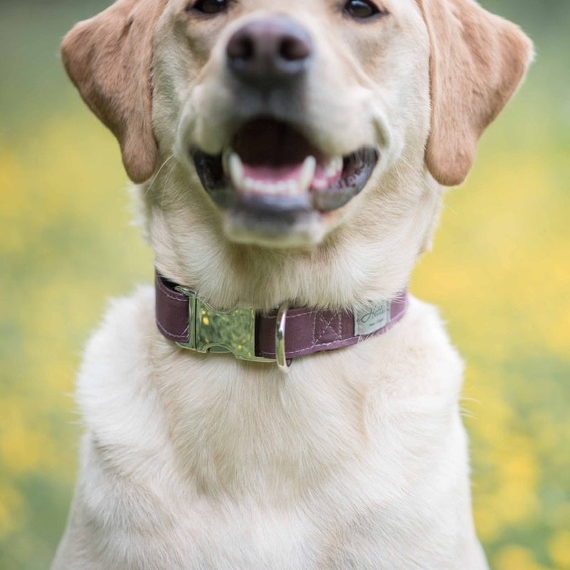 Dog Collar - burgundy canvas