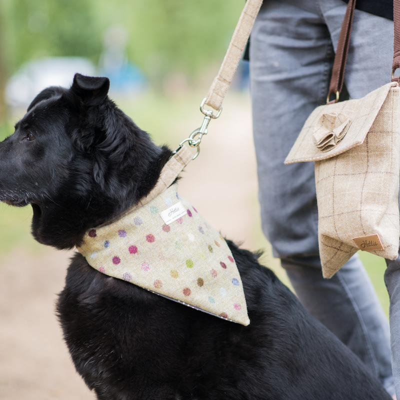 Charlie Dog Bandana - Multispot Lime