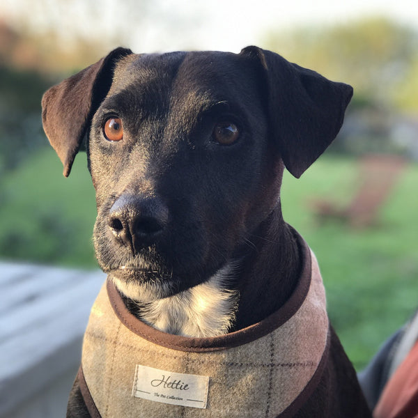 Scooby Dog Harness - Slate Oatmeal