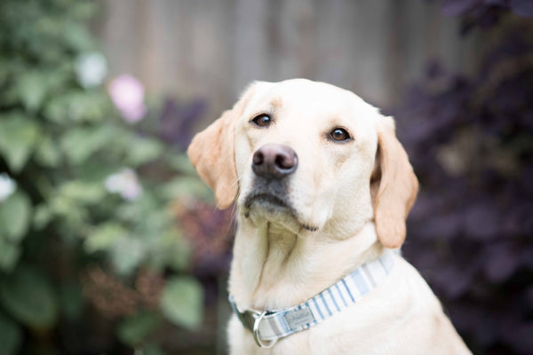 Dog Collar - chambray