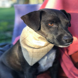 Charlie Dog Bandana - Slate Oatmeal