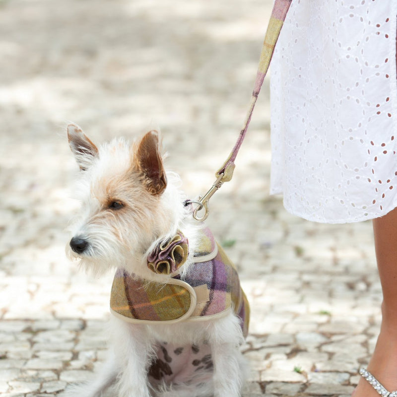 Dog collar flower accessory - Gargrave Lilac