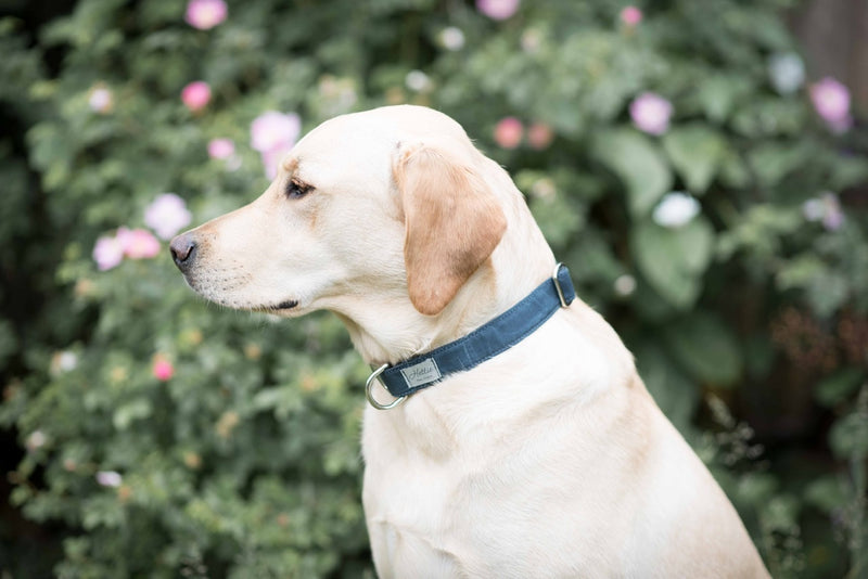 Dog Collar - navy canvas