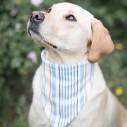 Charlie Dog Bandana - chambray