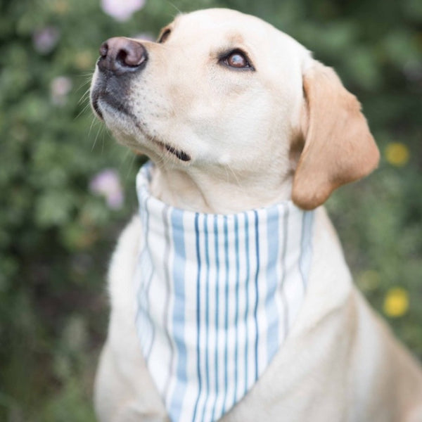 Charlie Dog Bandana - chambray