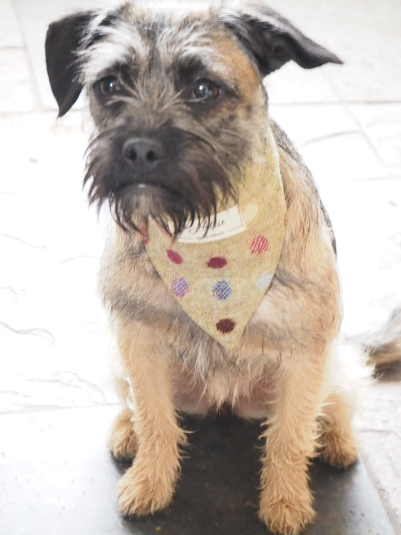 Charlie Dog Bandana - Multispot Lime