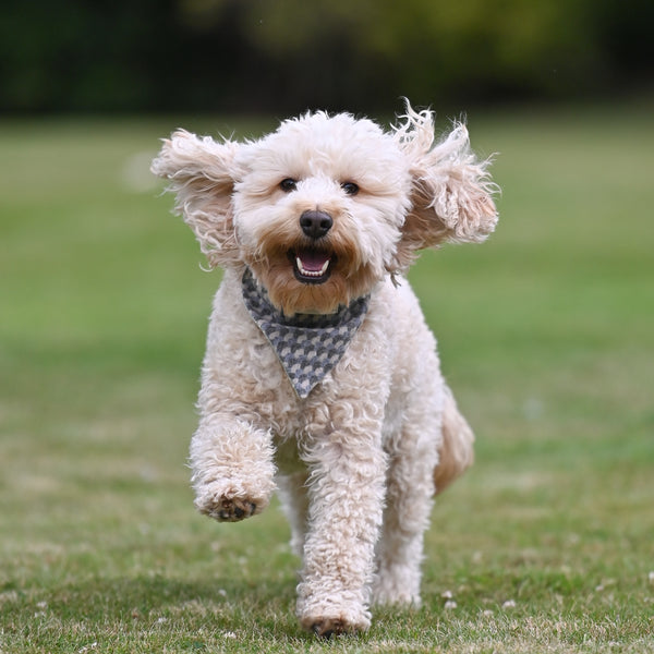 Charlie Dog Bandana - Holborn Taupe