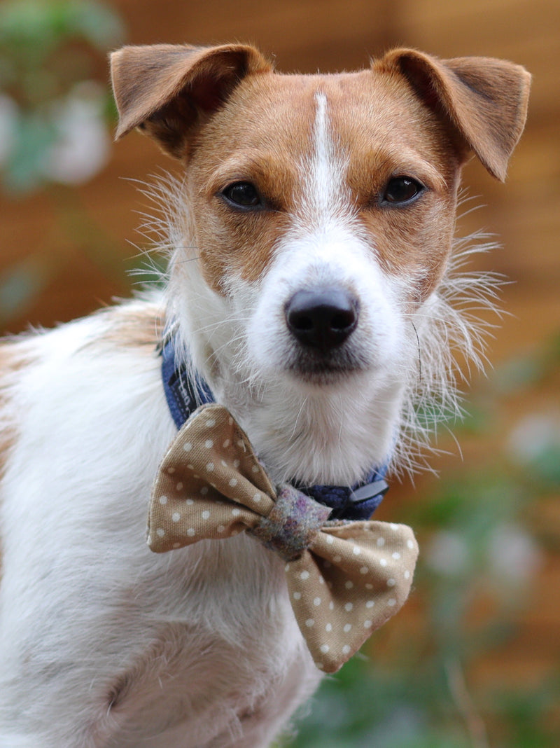 Dog Bowtie - Loch Heather