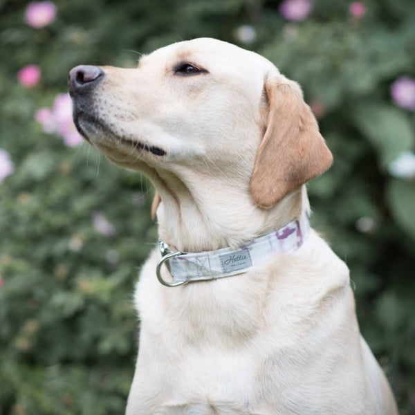 Dog Collar - crocus