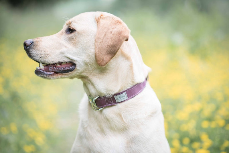 Dog Collar - burgundy canvas