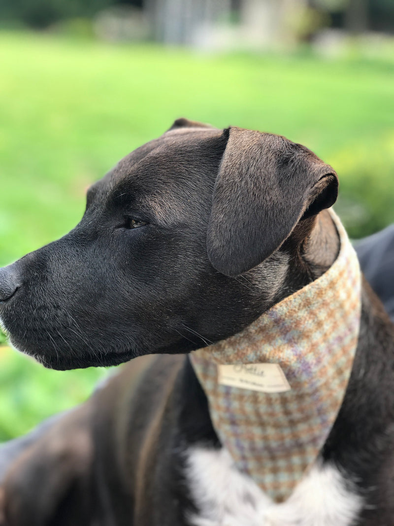 Charlie Dog Bandana - Loch Heather