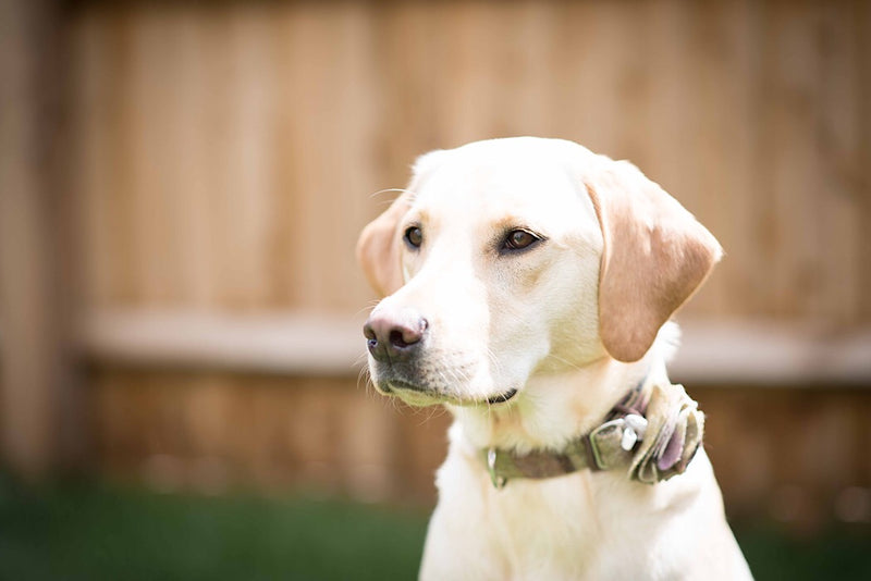 Dog Collar - Gargrave Lilac