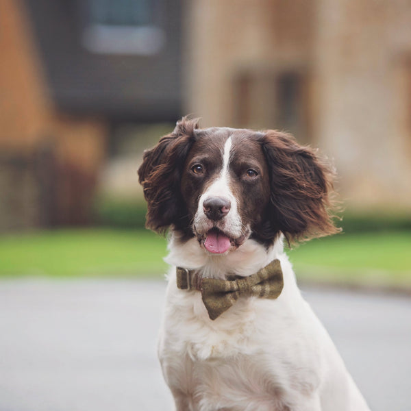 Dog Collar - Arncliffe Moonstone