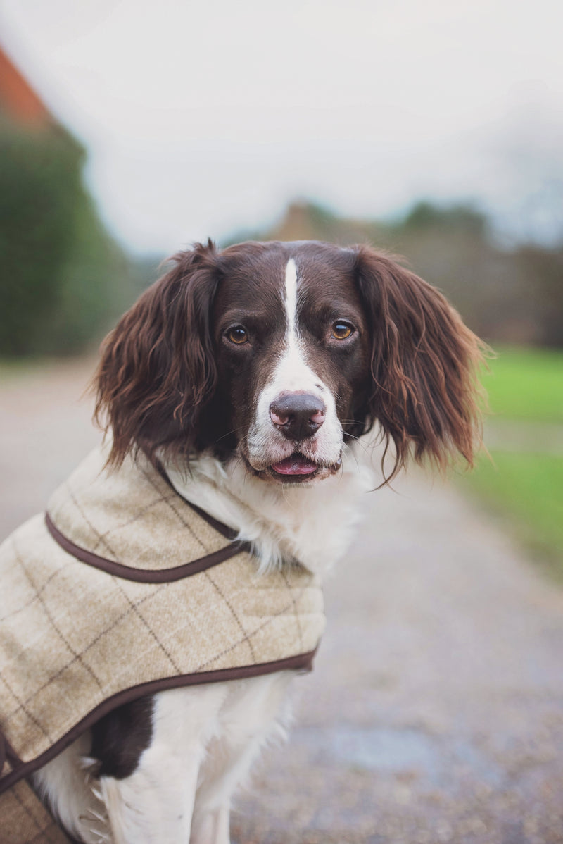 Jasper Dog Coat - Slate Oatmeal