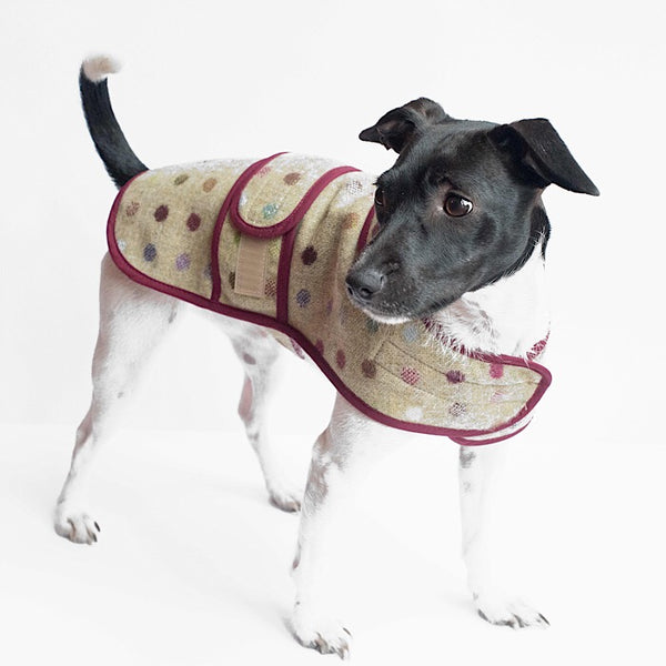 Jasper Dog Coat - Multispot Lime