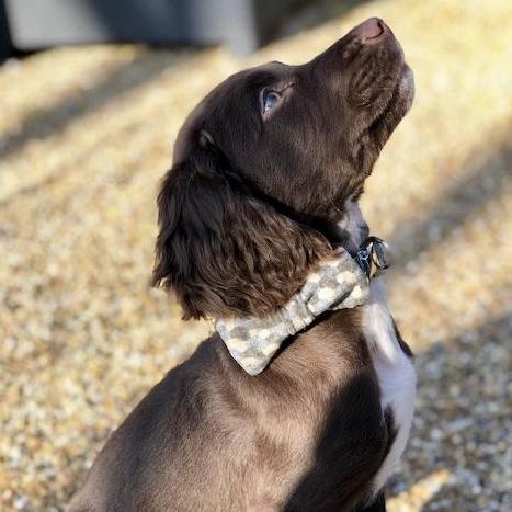 Dog Bowtie - Holborn Taupe