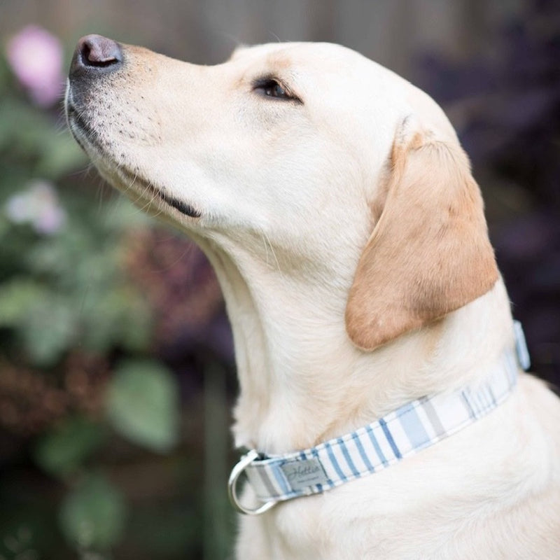 Dog Collar - chambray