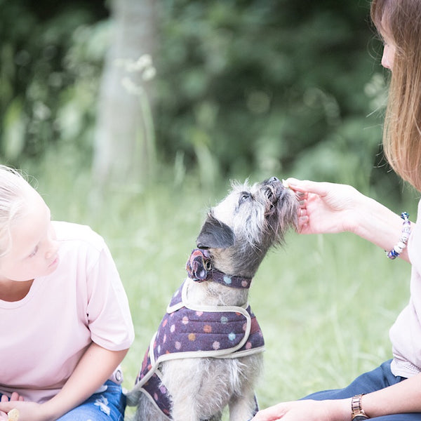 Dog collar flower accessory - Multispot Wine