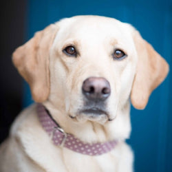 Dog Collar - lavender spot