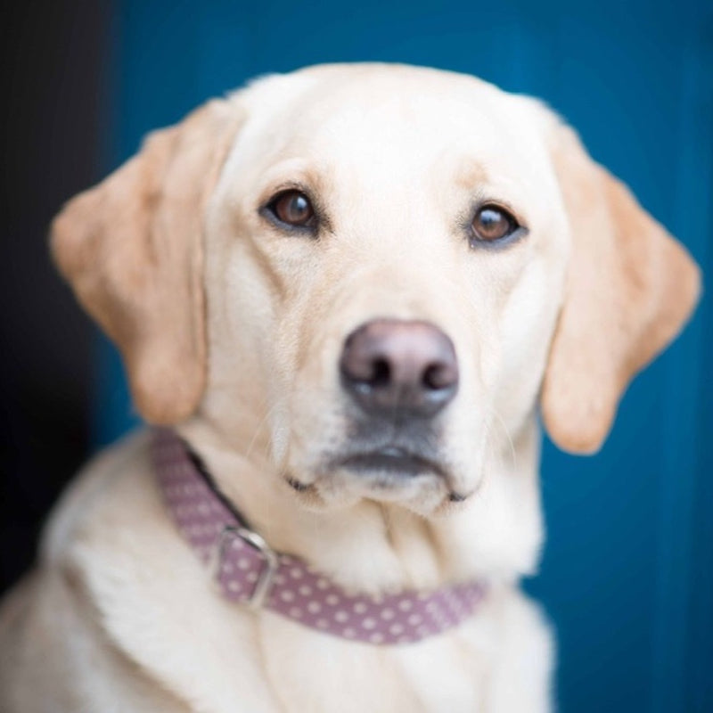 British made dog online collars