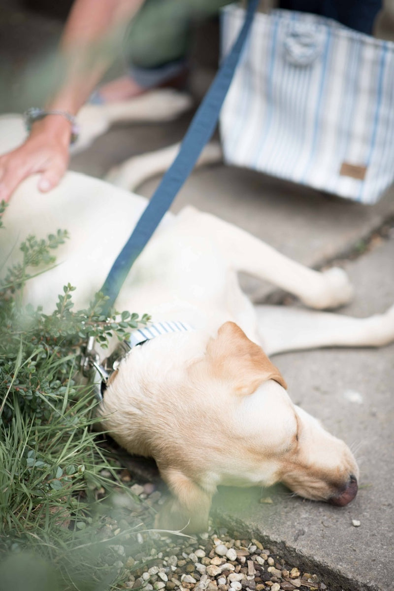 Dog Lead - canvas chambray