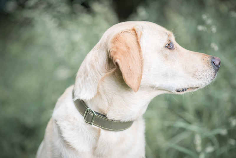 Dog Collar - green canvas