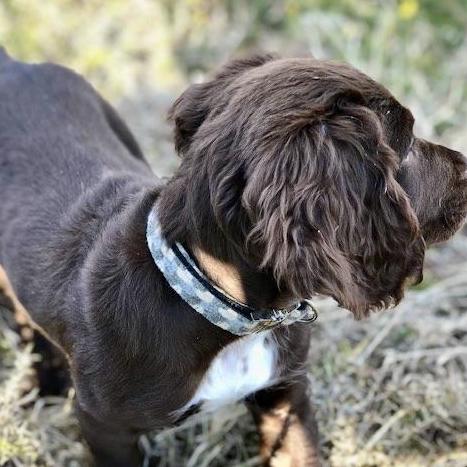 Dog Collar - Holborn Taupe