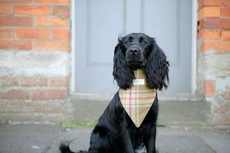 Charlie Dog Bandana - Arncliffe Moonstone