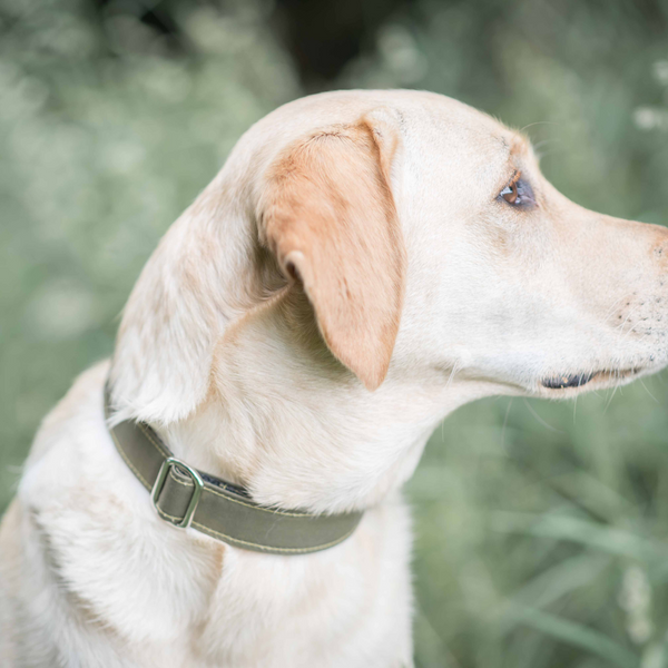 Dog Collar - green canvas