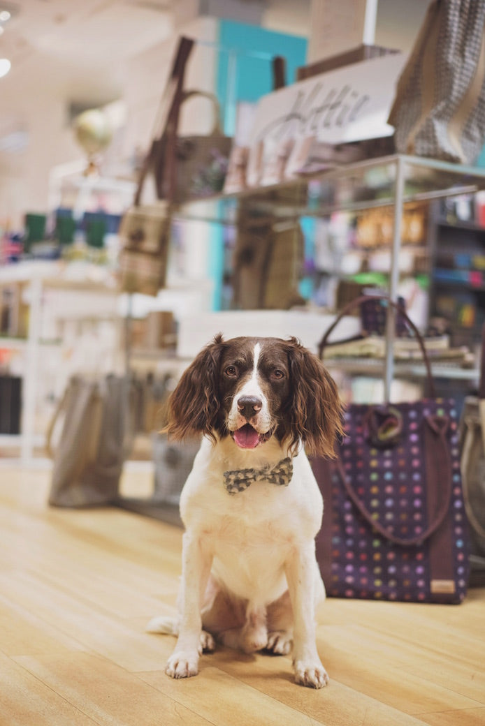 Dog Bowtie - Holborn Taupe