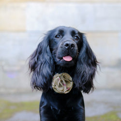 Dog collar flower accessory - Arncliffe Moonstone