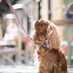 Luxury Dog Bowtie - Gargrave Lilac