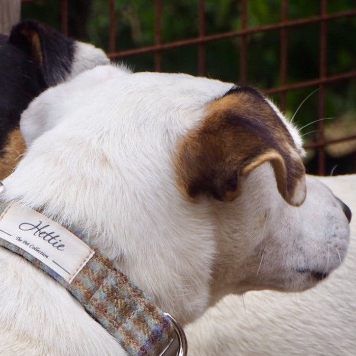 Dog Collar - Loch Heather