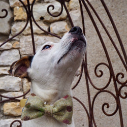 Dog Bowtie - Multispot Lime